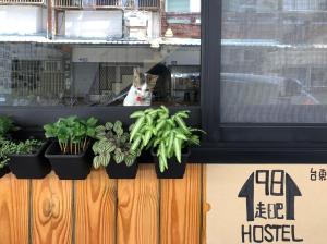 台东1981民宿的一只猫从一扇种有植物的窗户望出去