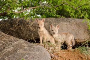 侯斯普瑞特伊兰德拉私人禁猎区和豪华山林小屋的两个婴儿小猫站在岩石旁边