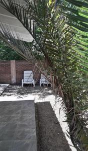 阿肖海El buen descanso的庭院里棕榈树,两把白色椅子
