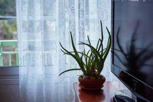 兹拉马Art Luxury Designer Apartment的坐在窗边桌子上的盆栽植物
