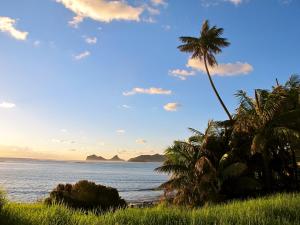 豪勋爵岛海岸巨浪旅舍的海滩上的棕榈树与大海