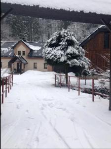 PstružíApartmán na horách, Plešivec的一座有树和建筑物的雪覆盖的院子