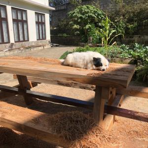 KohīmaAkim Homestay的野餐桌上躺着熊猫