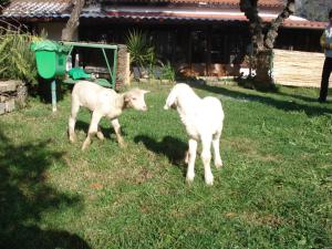多尔切阿夸Agriturismo La Vecchia Dolceacqua的两只羊站在院子的草上