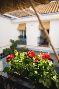 科尔多瓦CASA SIRFANTAS的阳台上种满红花的种植园