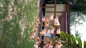 弗洛里亚诺波利斯Mini casa (kit net)的植物上一束粉红色的花