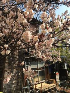 札幌Shabby House 的房子前有粉红色花的树