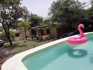 埃斯特角城Los Mochos Portezuelo的游泳池里的粉色天鹅