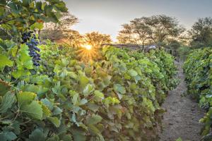 Naukluft MountainsNeuras Wine and Wildlife Estate的一片带太阳的葡萄