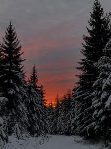 贝内茨科chata Karolínka的一排雪覆盖的树木,背景是日落