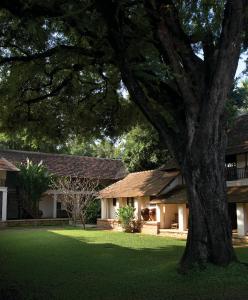 清迈罗望乡村酒店的院子里有一棵大树的房子