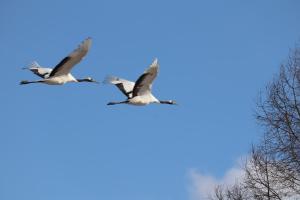 鹤居村Tsukushi Village的蓝天飞着两只鹅