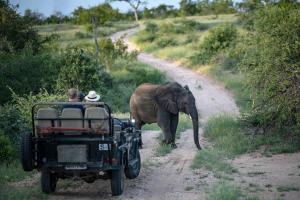 提姆巴瓦提禁猎区Simbavati Hilltop Lodge的两个人乘坐吉普车,看着一只大象沿着土路走