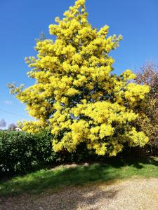 FeneuLa haye Georget的院子里一棵黄色花的树