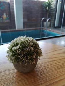 马六甲OKW布里克豪斯斯托里旅馆的木桌上座的植物