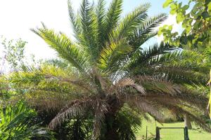 勒穆莱Les Z’Alizés的公园中间的棕榈树