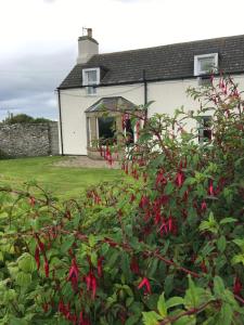 瑟索Thurdistoft Farmhouse, Dunnetbay accommodation的前面有红花的房子