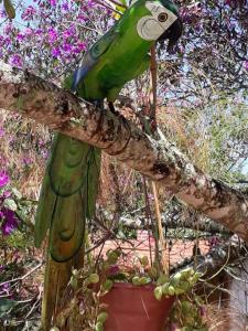 迪亚曼蒂纳Pousada Guinda DIAMANTINA -MG的树枝上的绿色鹦鹉