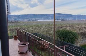 维罗纳B&B Casa a colori的阳台享有葡萄田的景色。