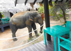 雅拉Jetwing Safari Camp的一只大象站在桌子旁边的甲板上