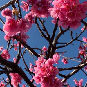 下田小川日式旅馆的树枝上有一棵树枝,上面有粉红色的花