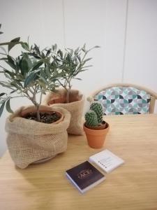 圣乔瓦尼镇Ace Rooms VSG的一张桌子,上面有三株盆栽植物和一本书
