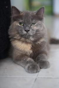 宿务梅的客乡之家公寓的一只灰色的猫坐在地上,看着摄像机