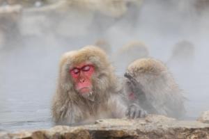 高山Fukeikan 風景館的两个猴子坐在热水池里