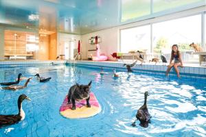 勒沃库森Landhotel Fettehenne的在带鸭子的游泳池里冲浪板上的狗