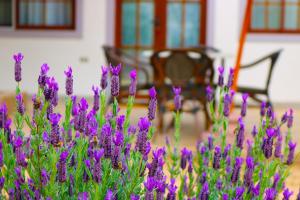 圣克鲁兹Hotel Boutique Solaz Bella Vista de Colchagua的房子前面的一束紫色花