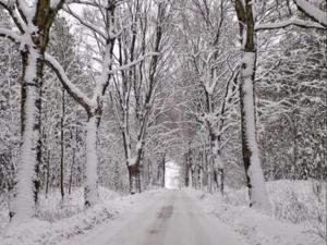 PacółtówkoPałac Pacółtówko的一条雪地道路上满是雪覆盖的树木