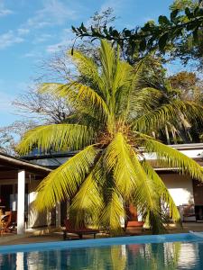 贝岛Villa Les Cocotiers的游泳池旁的棕榈树