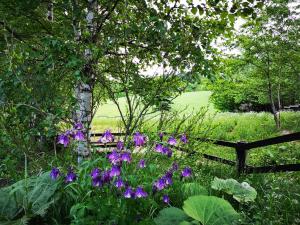 中富良野町拉科莱特山林小屋的种有紫色花卉和木栅栏的花园