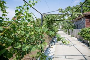 科布列季Guest House Sofia的温室里一排葡萄藤