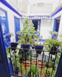 科尔多瓦梦想家&Co旅舍的阳台种植了许多盆栽植物