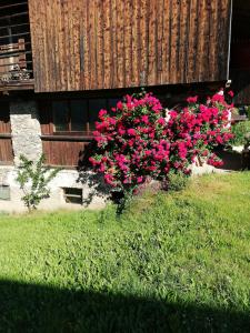 OberlienzFerienhaus Mattersberger的一座建筑物前的粉红色花丛