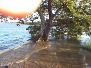 丹不拉Niduwari Lake Homestay的水体上一棵树