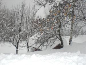 科尔蒂纳丹佩佐白塔弗莱那住宿加早餐旅馆的一群雪上加霜的树