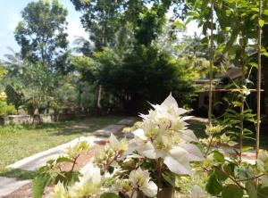 高尔Ging View Villa的花园里的一束白色花