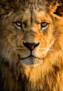 切斯特Lions Den - Zoo Accommodation Chester的狮子胡子的近距离