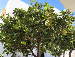 Arico el NuevoApartament in arico的橘子树上有很多水果