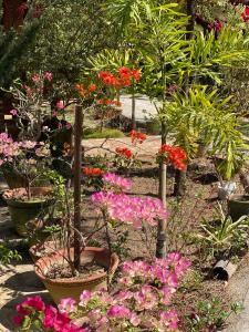 娘瑞三一家庭宾馆的种有粉红色花卉和其他植物的花园