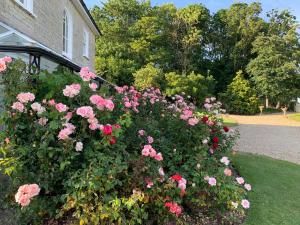 Babcary卡瑞菲茨潘恩住宿加早餐旅馆的一座房子前面的粉红色玫瑰丛