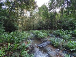 科隆Jungle Eco Reserve的种有植物、岩石和树木的花园