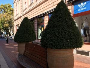 塞格德Gutenberg Apartments的两棵大盆子树坐在商店前