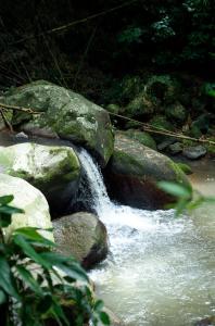 Canton SuisseMartinique Treehouse的森林中岩石流水