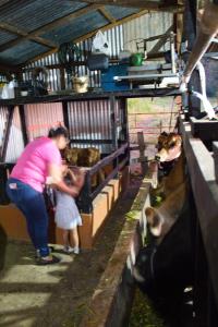 QuesadaEco Granja Don Lolo的站在一个有牛的谷仓中的女人和女人