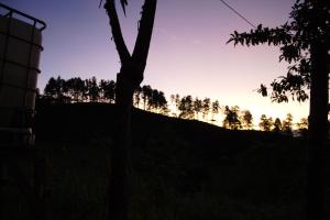 QuesadaEco Granja Don Lolo的日落时分山丘上一棵树的轮廓