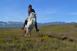埃基斯蒂尔Húsey Hostel & Horsefarm的骑着白马在田野上的人