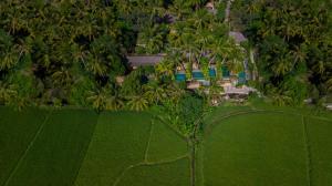 乌布乌布帕蒂别墅酒店的棕榈树在田野中的空中景色